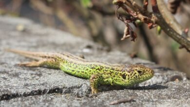 Chuckwalla Özellikleri ve Bakımı