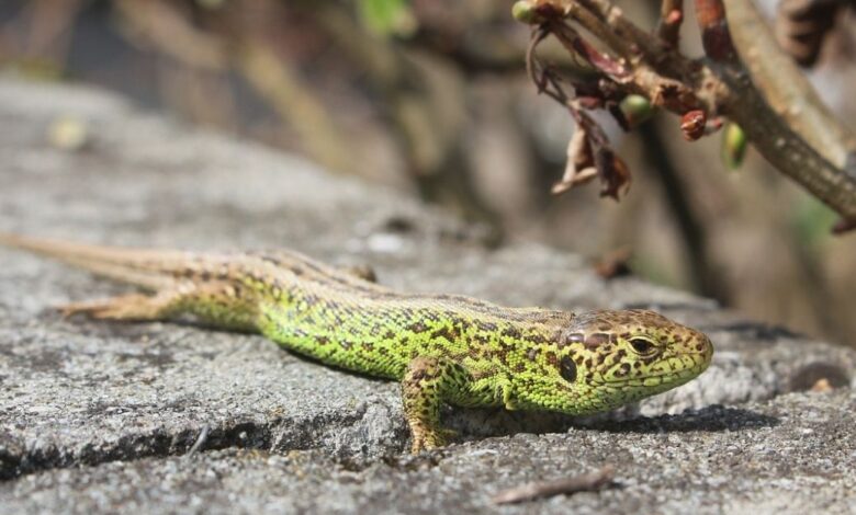Chuckwalla Özellikleri ve Bakımı