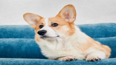 Corgi Özellikleri ve Bakımı 4 Corgi Özellikleri ve Bakımı