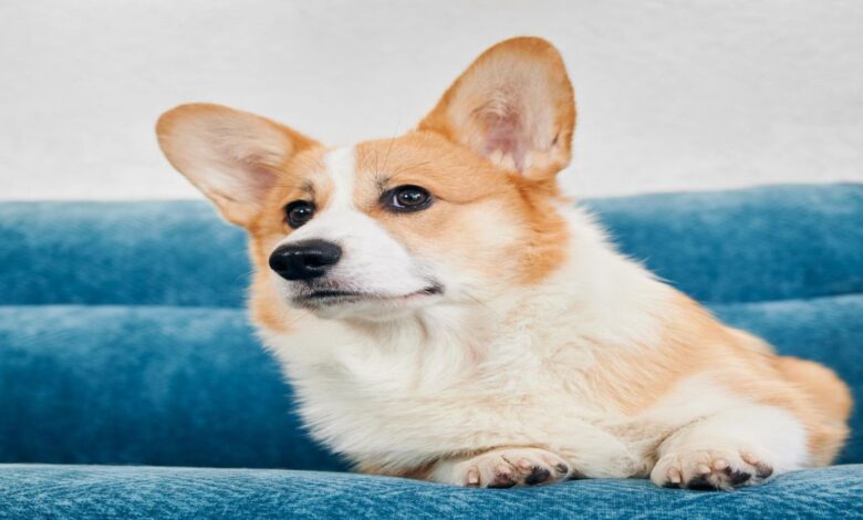 Corgi Özellikleri ve Bakımı