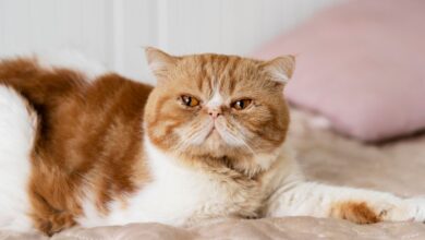 Exotic Shorthair Özellikleri ve Bakımı