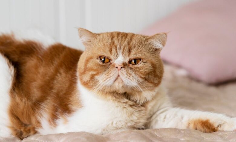 Exotic Shorthair Özellikleri ve Bakımı