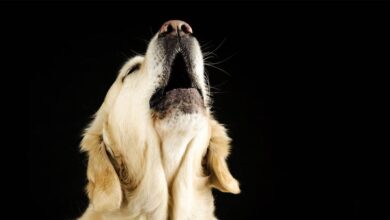 Ezan Okunurken Köpekler Neden Ulur? Uluyan Köpek Ne Görür ? 5 Ezan Okunurken Köpekler Neden Ulur/Uluyan Köpek Ne Görür?