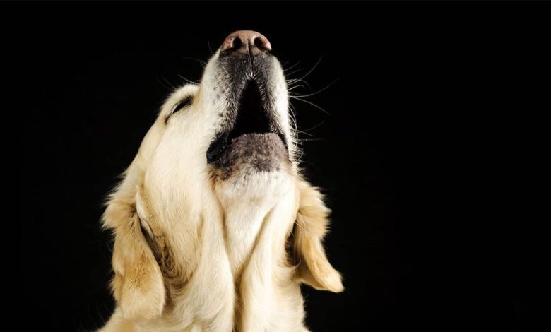 Ezan Okunurken Köpekler Neden Ulur/Uluyan Köpek Ne Görür?