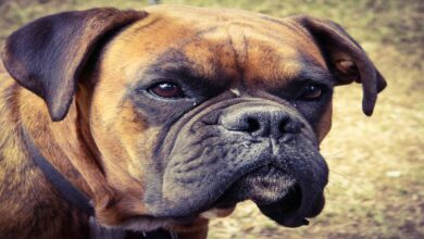 Fransız Mastiff Özellikleri Ve Bakımı
