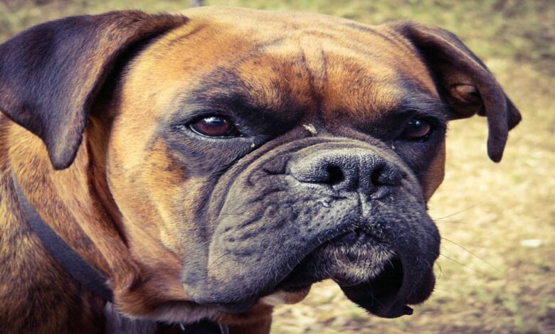 Fransız Mastiff Özellikleri Ve Bakımı