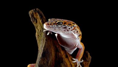 Gecko Özellikleri Ve Bakımı