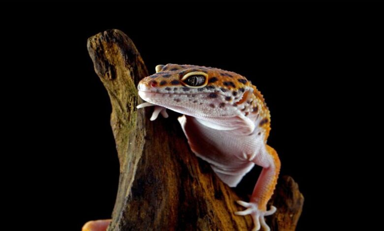 Gecko Özellikleri Ve Bakımı