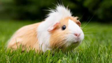 Ginepig (Guinea Pig) Bakımı, Beslenmesi ve Özellikleri