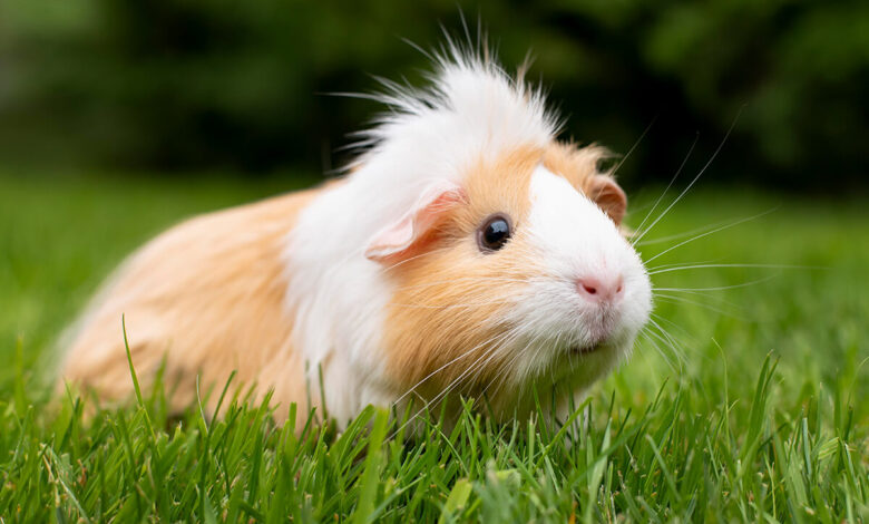 Ginepig (Guinea Pig) Bakımı, Beslenmesi ve Özellikleri