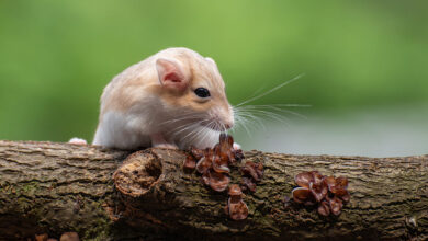 Hamster Türleri ve Özellikleri 6 Hamster Türleri ve Özellikleri