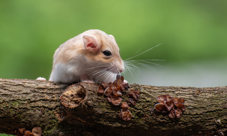 Hamster Türleri ve Özellikleri 1 Hamster Türleri ve Özellikleri