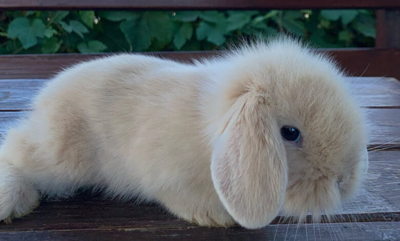 hollanda lop tavsani