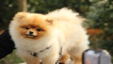 Japon Spitz