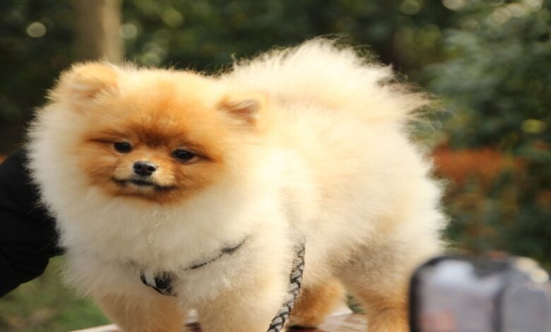 Japon Spitz 1 Japon Spitz