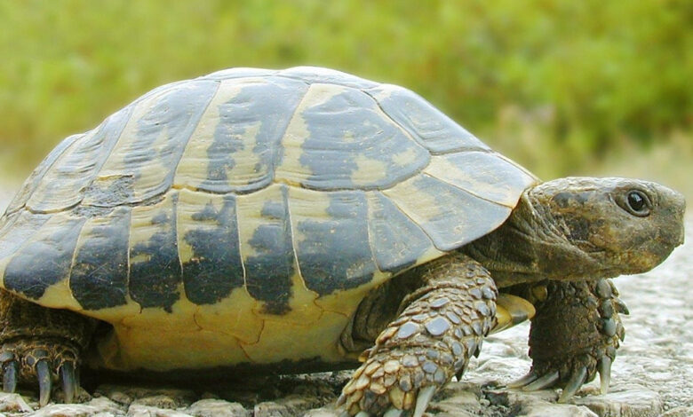 kaplumbagalar kis uykusuna yatar mi