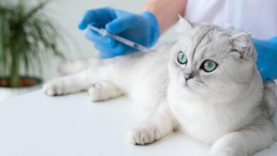 Kedi Aşı Fiyatları 5 Kedi Aşı Fiyatları