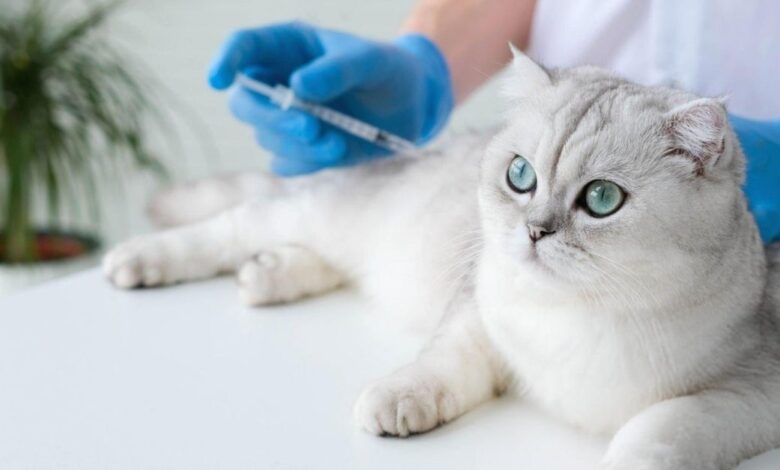Kedi Aşı Fiyatları 1 Kedi Aşı Fiyatları
