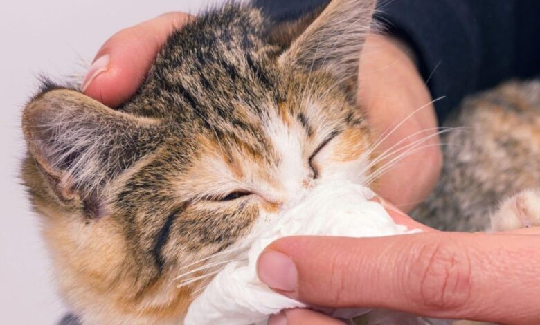 Kedi Gribi