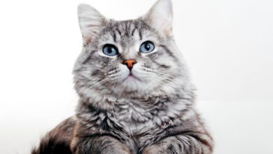 Kediler Kaç Yıl Yaşar? 7 Yıllık Kedi Kaç Yaşındadır? 6 Kediler Kaç Yıl Yaşar?