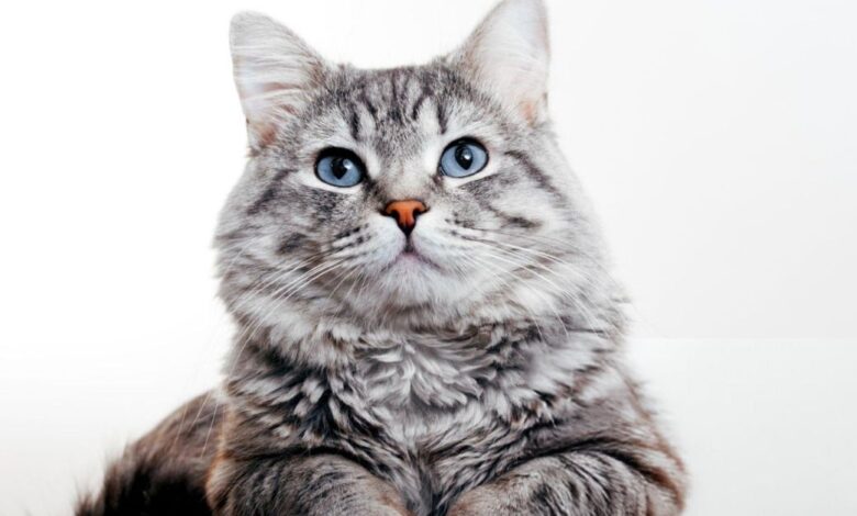 Kediler Kaç Yıl Yaşar? 7 Yıllık Kedi Kaç Yaşındadır? 1 Kediler Kaç Yıl Yaşar?