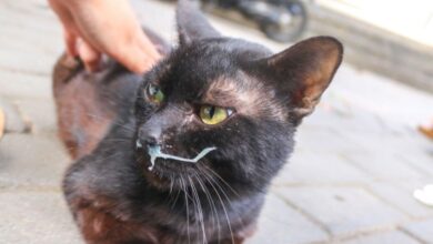 Kedilerde Calicivirus Hastalığı