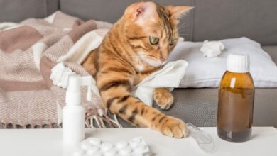 Kedilerde Enfeksiyona Ne İyi Gelir?