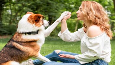 Köpek Beden Dili Davranışları ve Anlamları 8 Köpek Beden Dili Davranışları Ve Anlamları