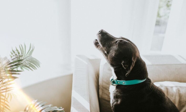 Köpek Neden Ulur ve Ulumaması Nasıl Öğretilir