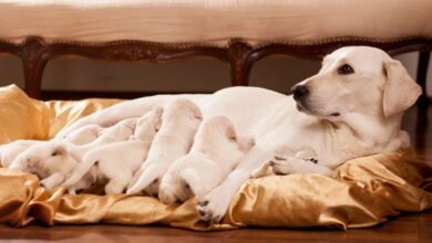 Köpekler Kaç Ayda Doğurur? 55 Günlük Hamilelik Süresi Nedir?