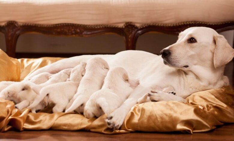 Köpekler Kaç Ayda Doğurur? 55 Günlük Hamilelik Süresi Nedir?