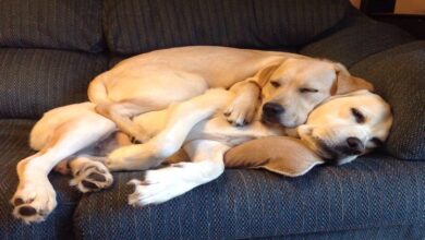Köpekler Nasıl Çiftleşir/Çiftleşme İle İlgili Tüm Bilgiler