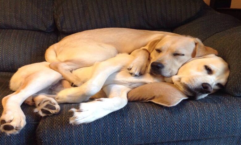 Köpekler Nasıl Çiftleşir/Çiftleşme İle İlgili Tüm Bilgiler