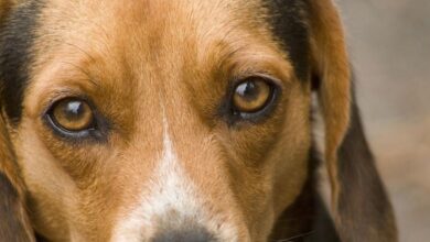 Köpekler Nasıl Görür? Renkleri Görebilir mi? 6 Köpekler Nasıl Görür/Renkleri Görebilir mi ?