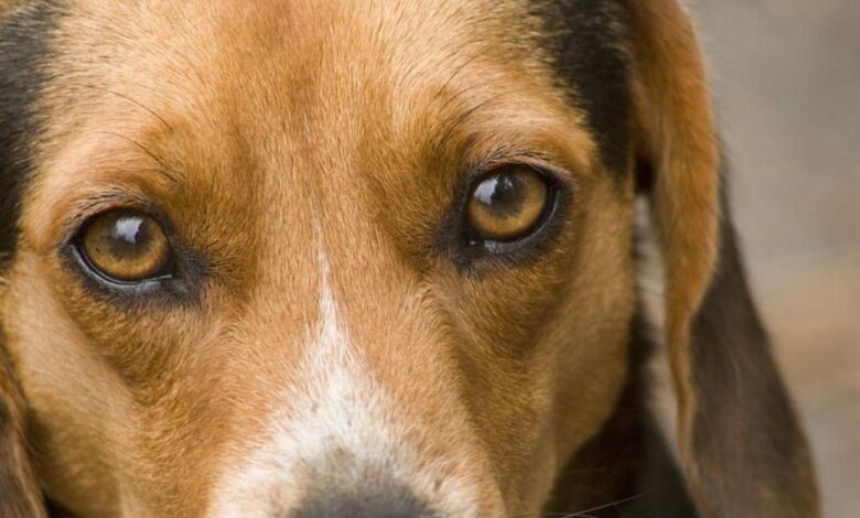 Köpekler Nasıl Görür/Renkleri Görebilir mi ?