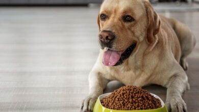 Köpekler Ne Yer Nasıl Beslenmeli