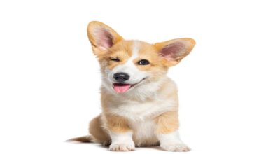 Köpekler Regl Olur mu ?