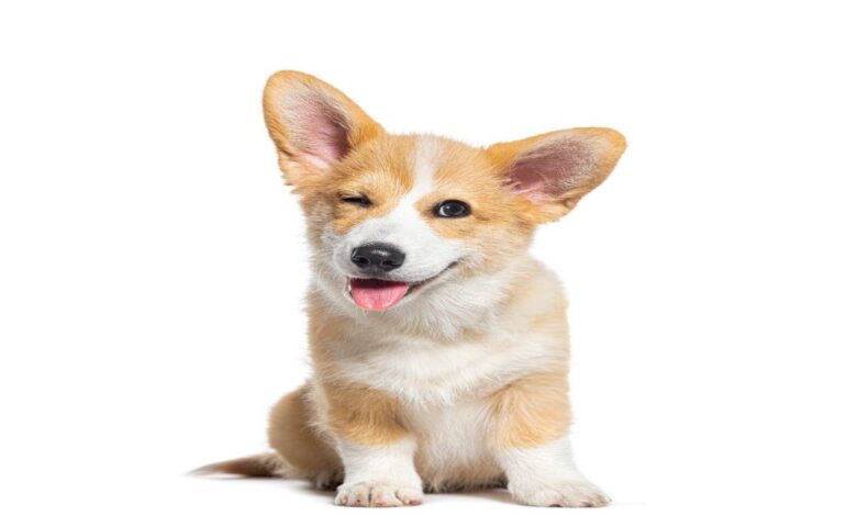 Köpekler Regl Olur mu ?