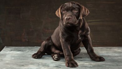 Labrador Retriever Özellikleri