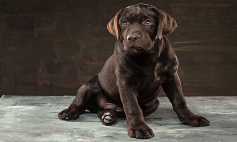 Labrador Retriever Özellikleri 1 Labrador Retriever Özellikleri