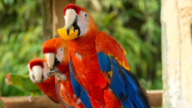 Macaw Papağanı Özellikleri ve Bakımı 7 macaw papagani