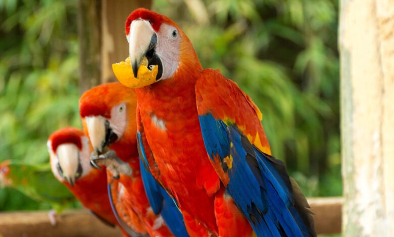 macaw papagani