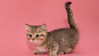 Munchkin Özellikleri ve Bakımı