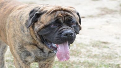Napoliten Mastiff Özellikleri ve Bakımı 4 Napoliten Mastiff Özellikleri Ve Bakımı