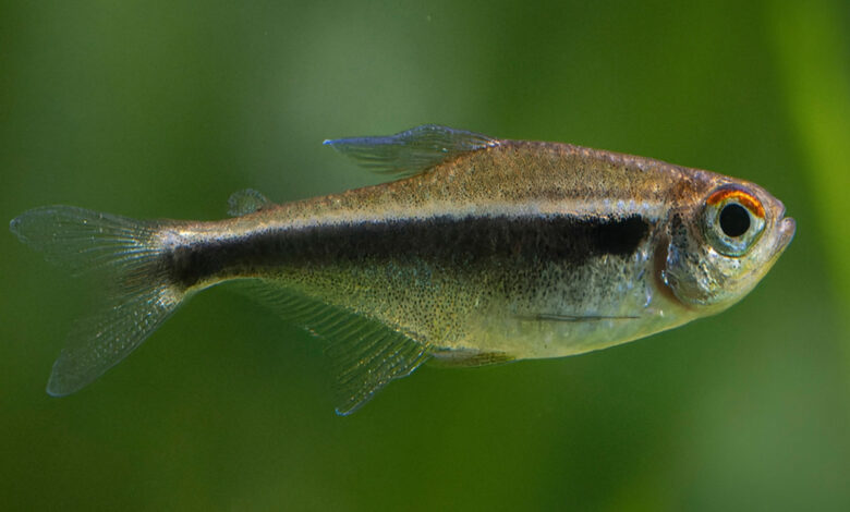 Neon Tetra Özellikleri, Bakımı ve Üretimi