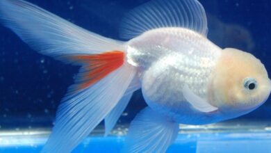 Oranda Japon Balığı Bakımı ve Özellikleri 5 Oranda Japon Balığı Bakımı ve Özellikleri