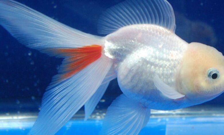 Oranda Japon Balığı Bakımı ve Özellikleri 1 Oranda Japon Balığı Bakımı ve Özellikleri