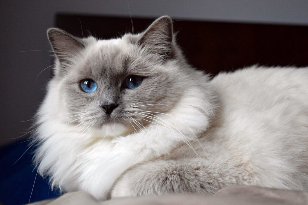 Ragdoll Kedisi Özellikleri, Bakımı ve Beslenmesi