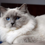 ragdoll