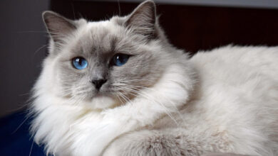 Ragdoll Kedisi Özellikleri, Bakımı ve Beslenmesi